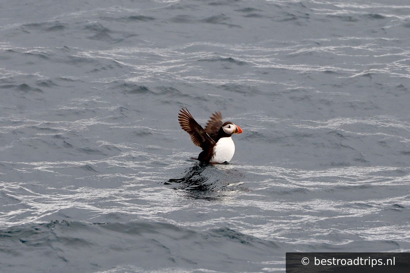 Puffin Safari