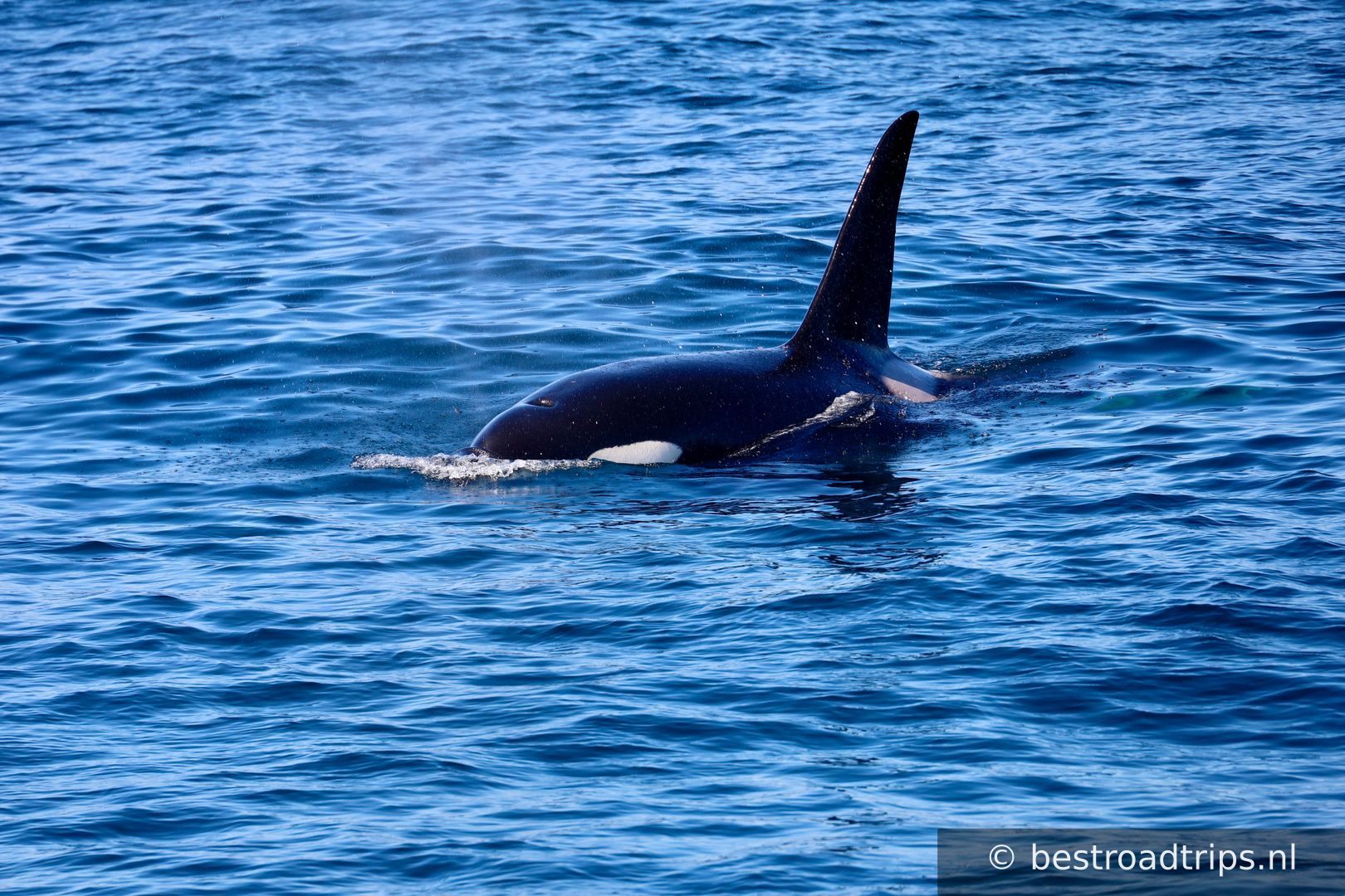 Arctic Whale Tours