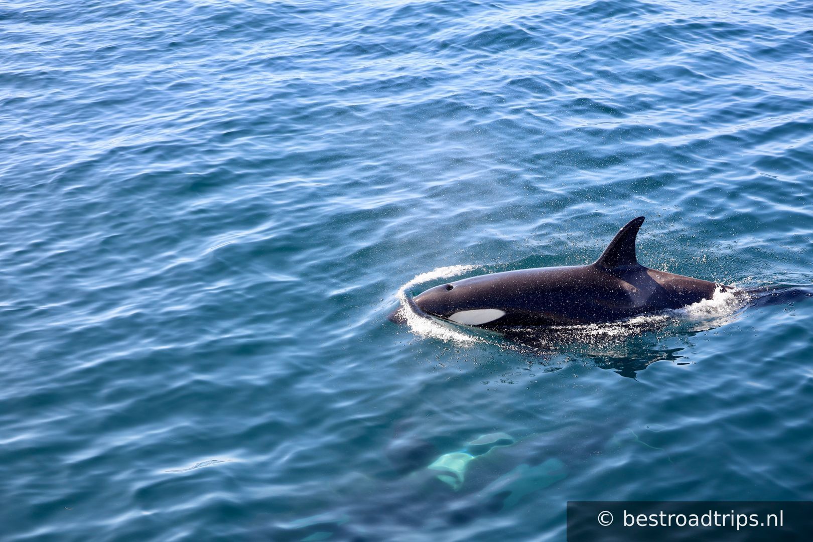 Arctic Whale Tours