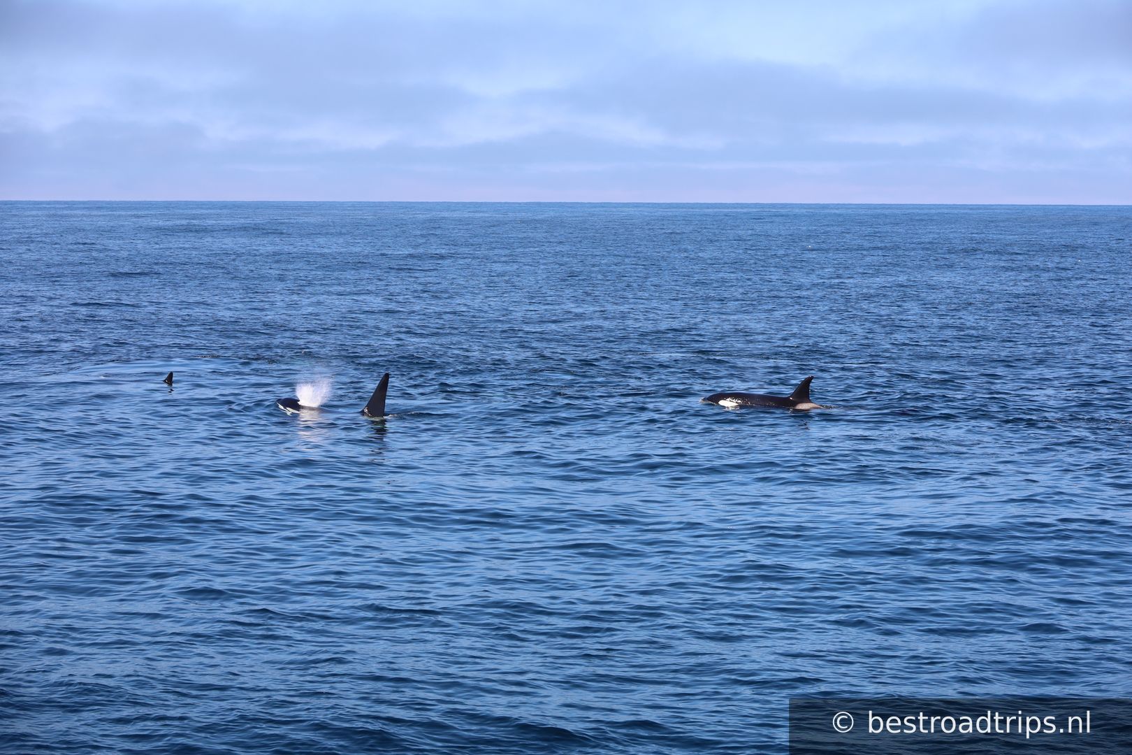 Arctic Whale Tours