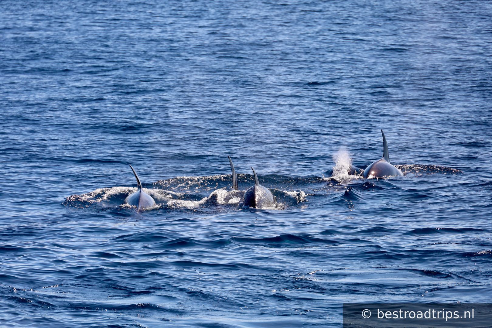 Arctic Whale Tours
