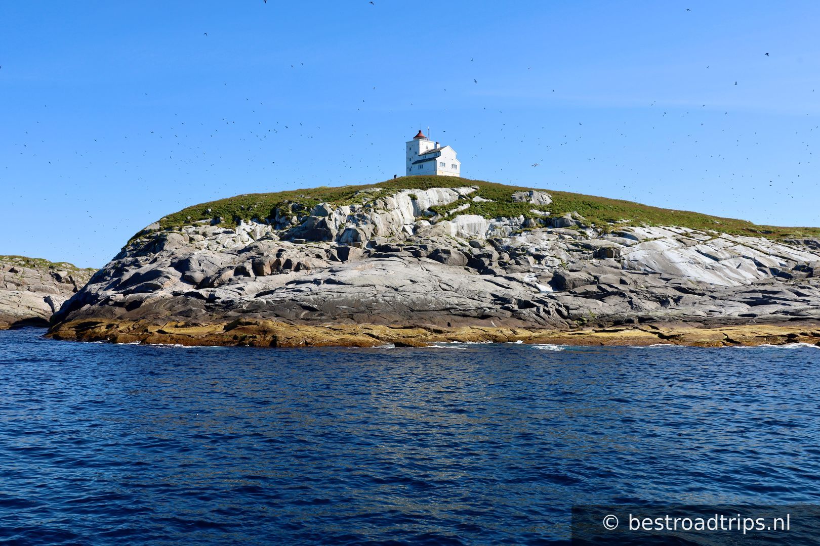 Arctic Whale Tours