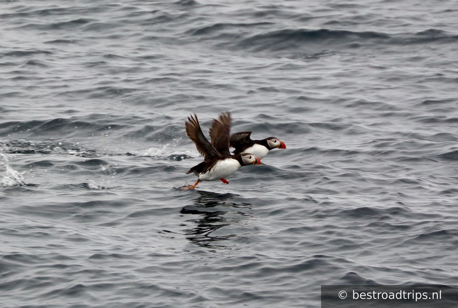Puffin Safari