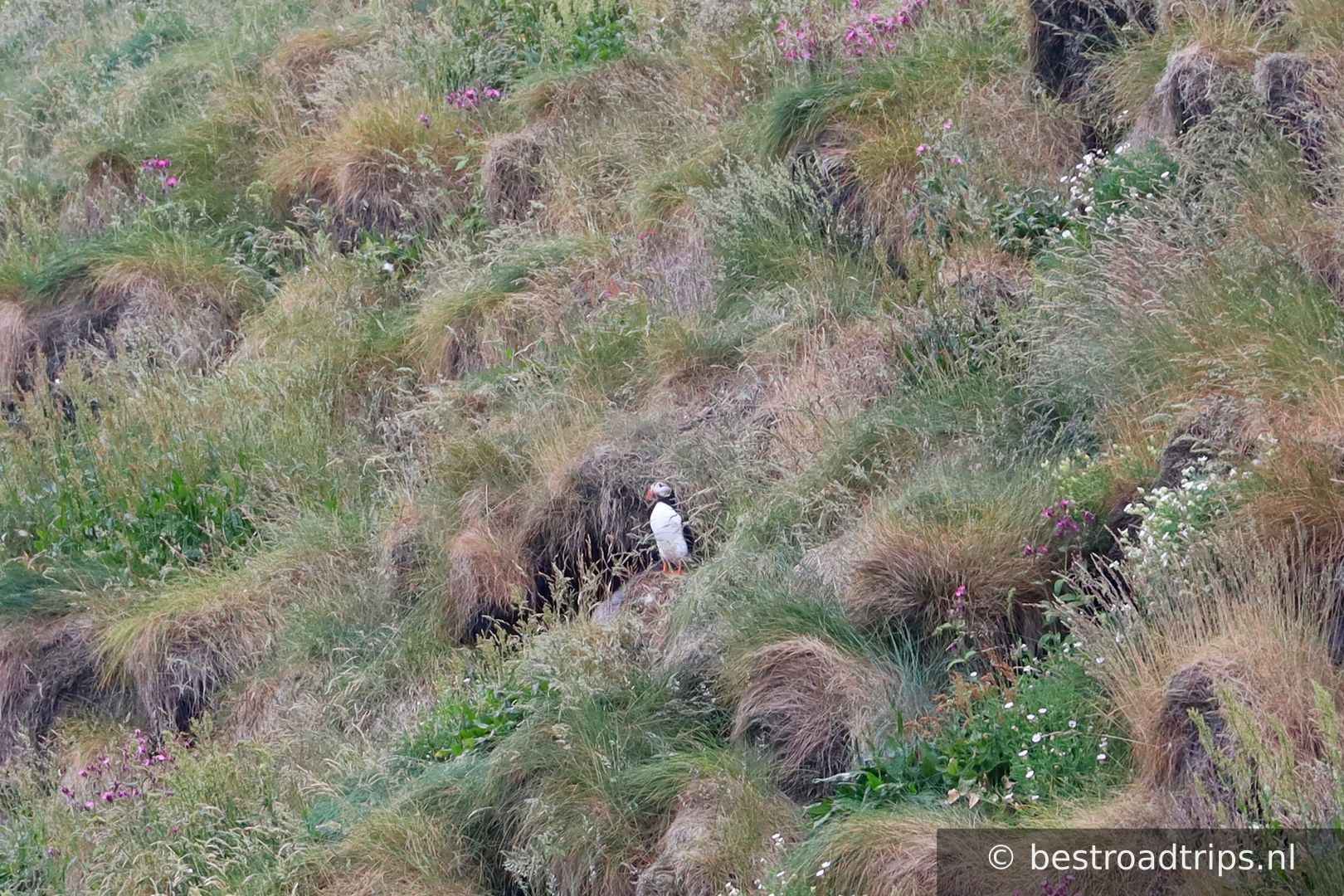 Puffin Safari