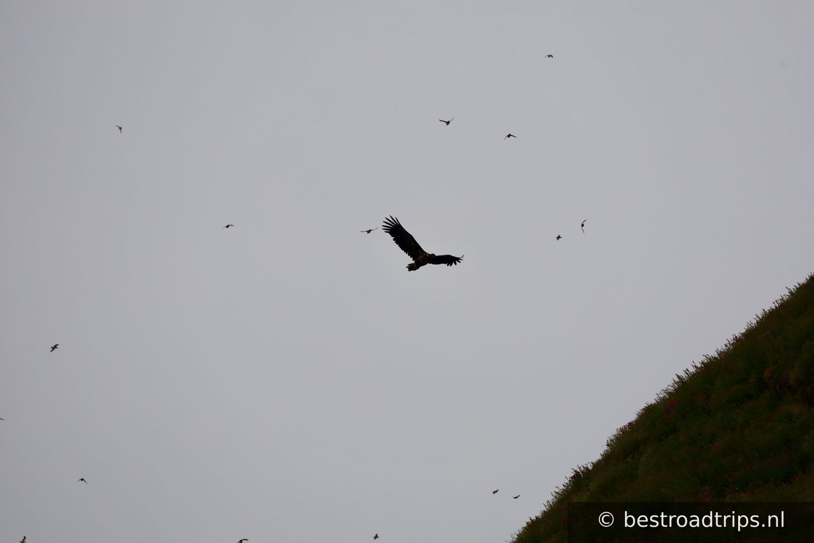Puffin Safari