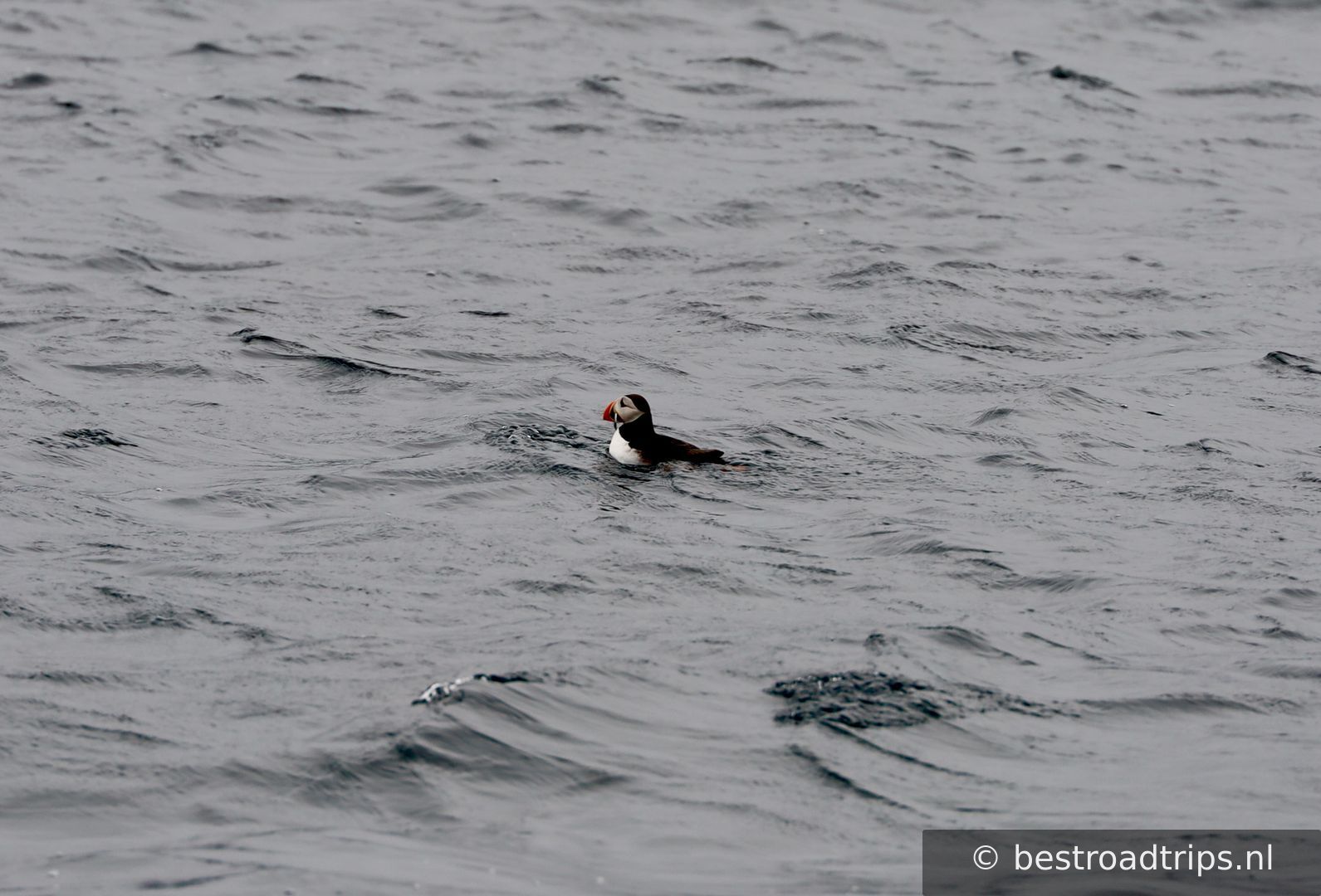 Puffin Safari