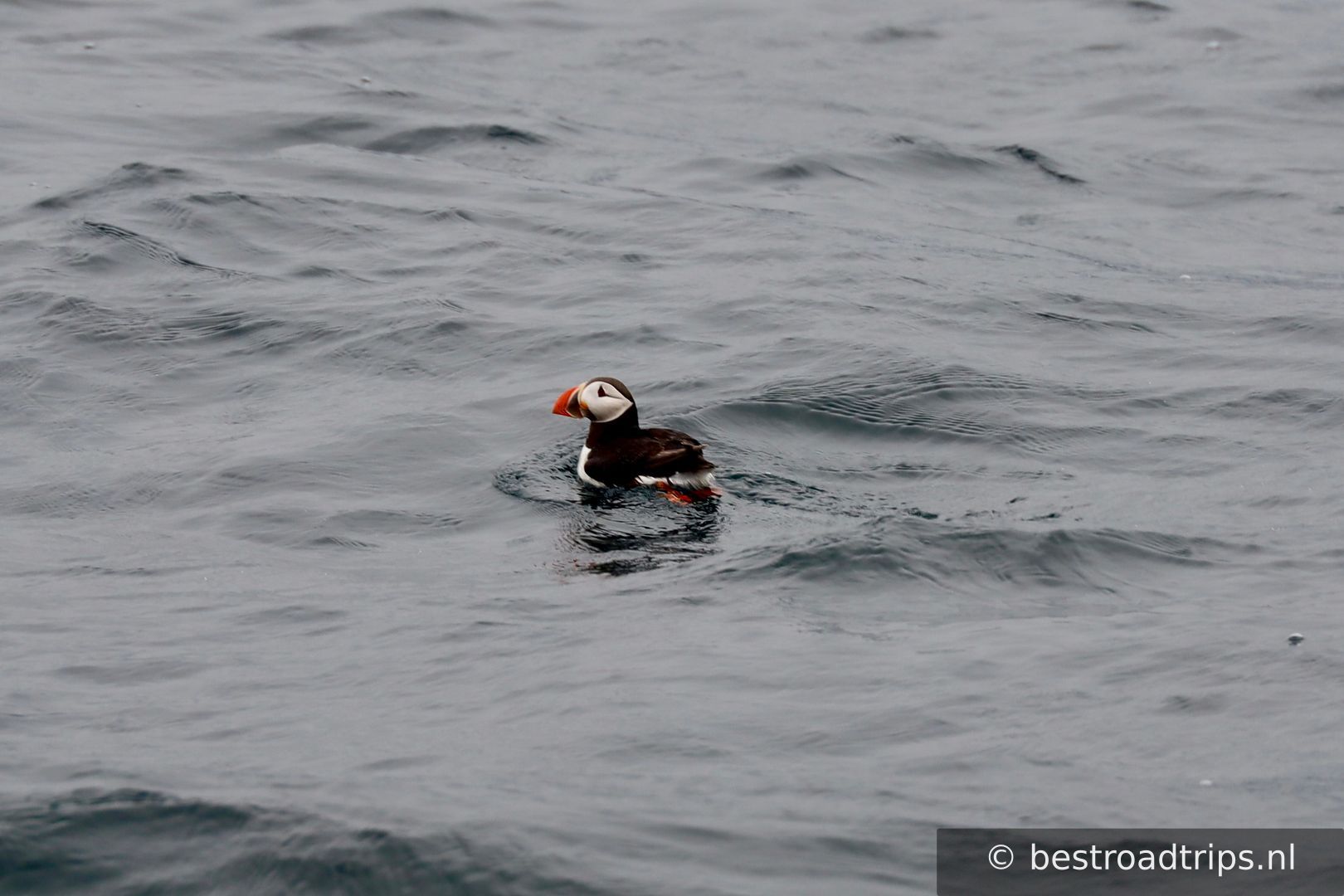 Puffin Safari