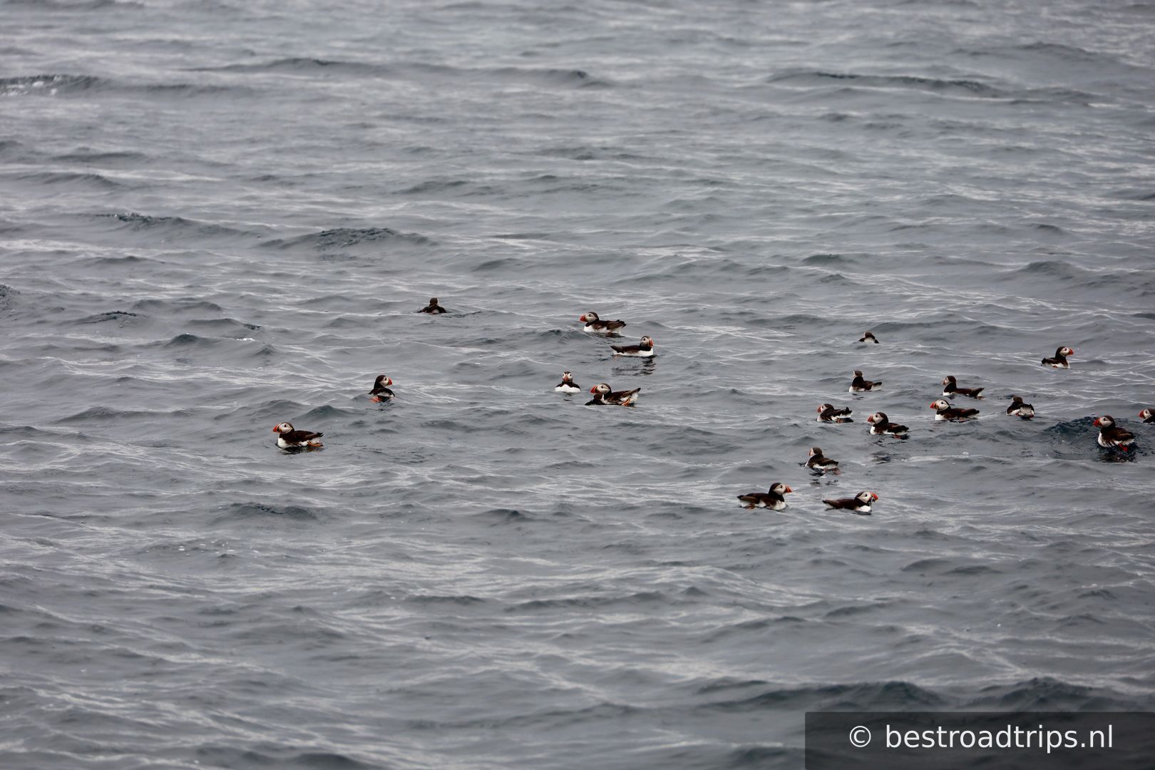 Puffin Safari