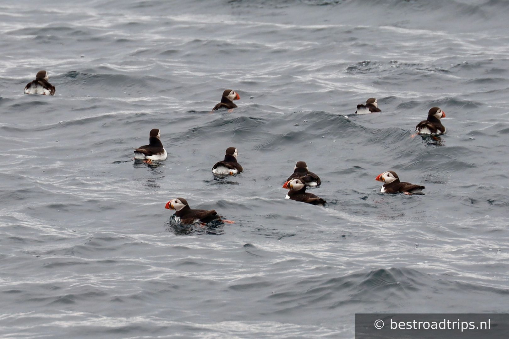Puffin Safari