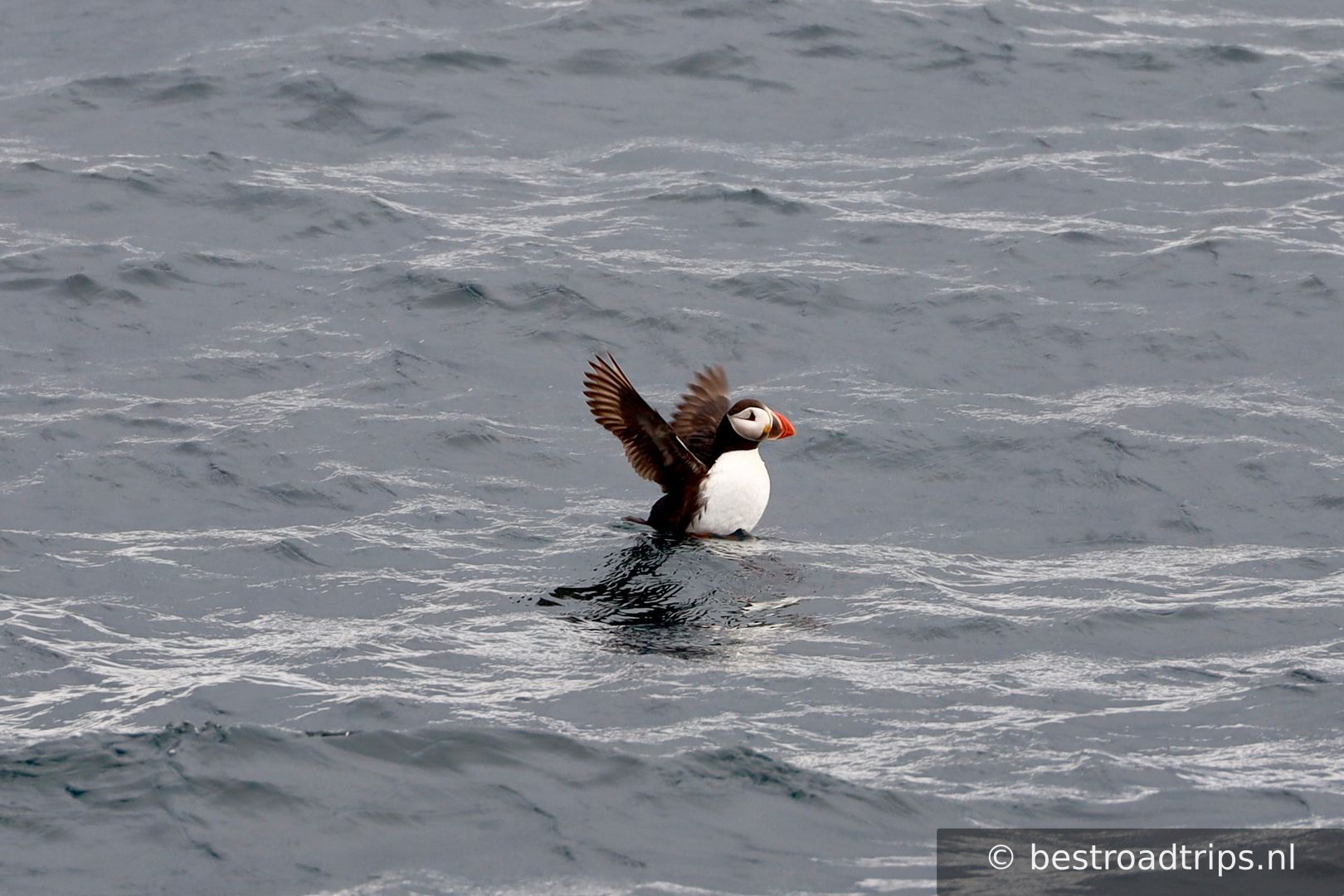 Puffin Safari