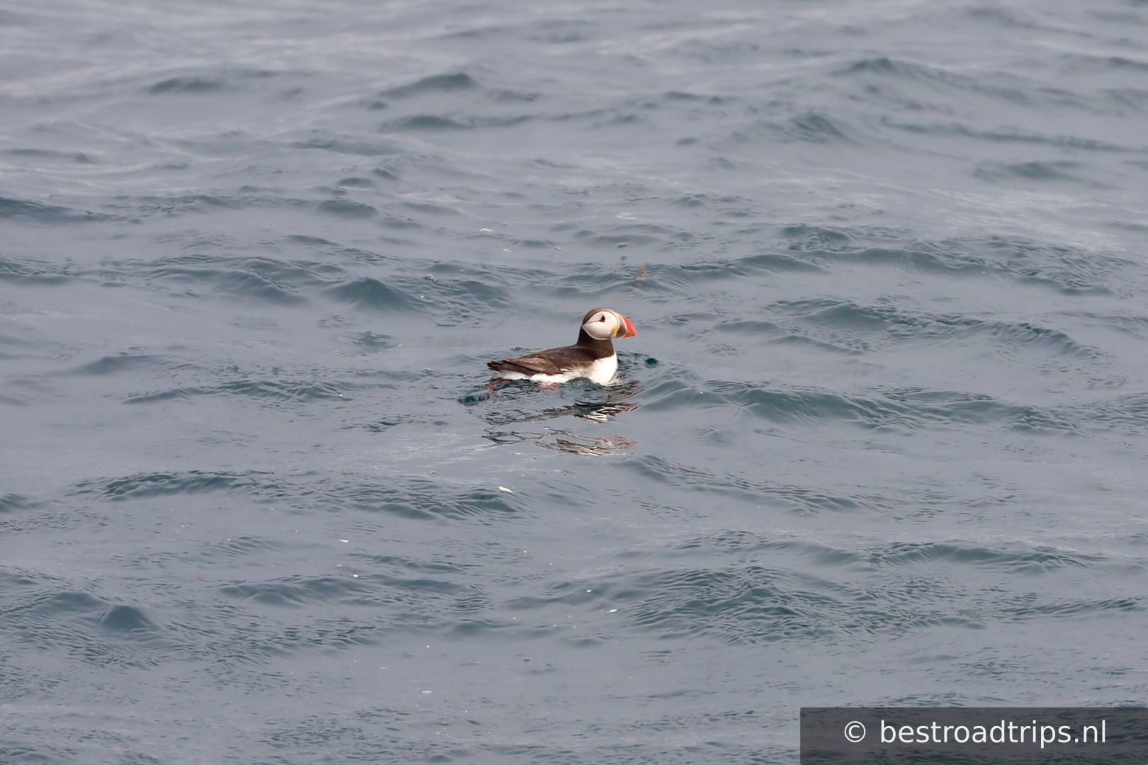 Puffin Safari